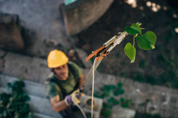 Best Hazardous Tree Removal  in Valhalla, NY